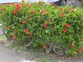 China rose ، Hawaiian hibiscus ، shoeblackplant